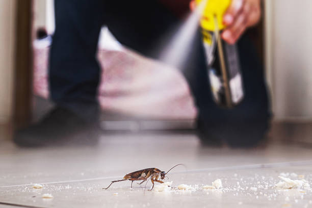 Best Flea Control Services  in Bristol, TN